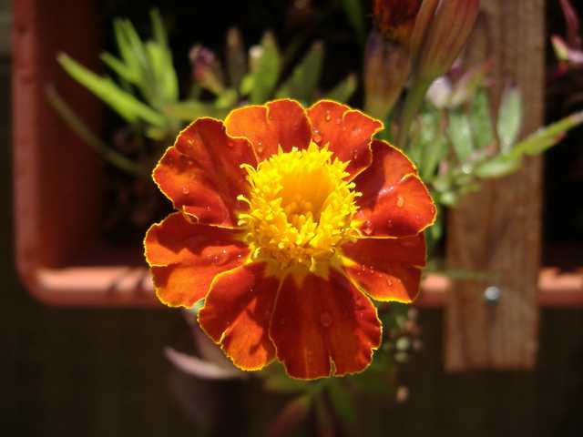 A large orange flower with a yellow center and water droplets on the petals.