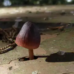 A small mushroom growing from a crack in a wooden surface, with sunlight casting shadows on the ground.
