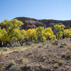 A desert landscape features tall trees with vibrant yellow-green leaves set against a rocky cliff and clear blue sky.
