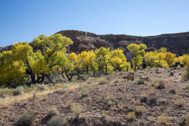 A desert landscape features tall trees with vibrant yellow-green leaves set against a rocky cliff and clear blue sky.