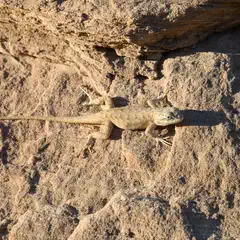 A lizard rests on a rough, textured rock surface.