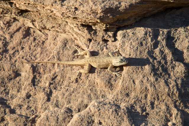 A lizard rests on a rough, textured rock surface.