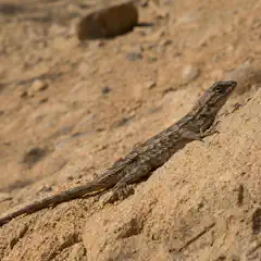 A lizard rests on a large, textured rock.
