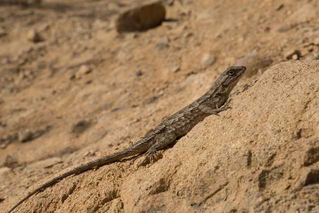 A lizard rests on a large, textured rock.