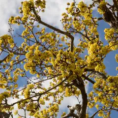A tree displays numerous small yellow blossoms against a blue sky with white clouds.