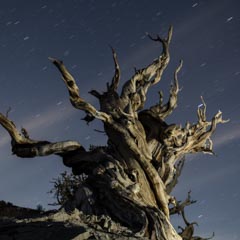 A twisted, gnarled tree trunk rises from rocky terrain, reaching into a night sky filled with star trails.
