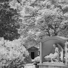 A statue of an angel, seated on a pedestal, surrounded by trees.