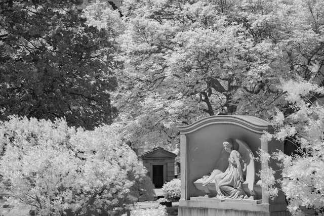 A statue of an angel, seated on a pedestal, surrounded by trees.