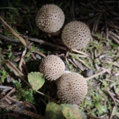 A cluster of small round, spiny mushrooms grows on the forest floor.