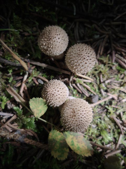 A cluster of small round, spiny mushrooms grows on the forest floor.