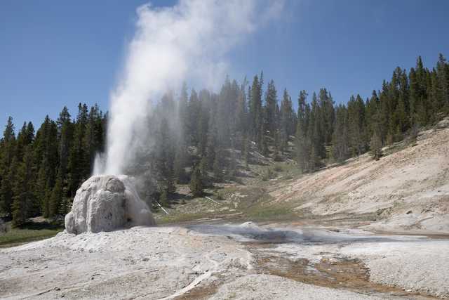 A large geyser erupts in the middle of a rocky landscape surrounded by trees.