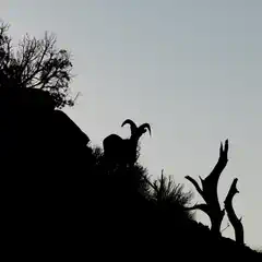 A bighorn sheep stands on a rocky, shrub-covered slope against a pale, hazy sky.