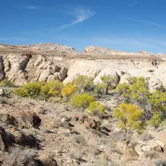 A rocky hillside with sparse vegetation, including trees and shrubs in various shades of green and yellow.