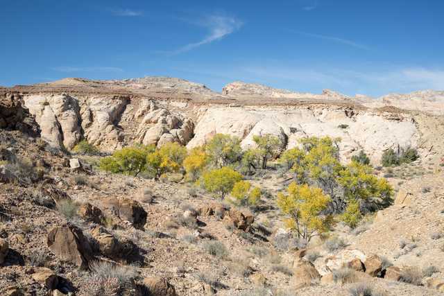 A rocky hillside with sparse vegetation, including trees and shrubs in various shades of green and yellow.