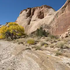A solitary yellow tree stands amidst a rocky landscape with red rock formations and sparse vegetation.