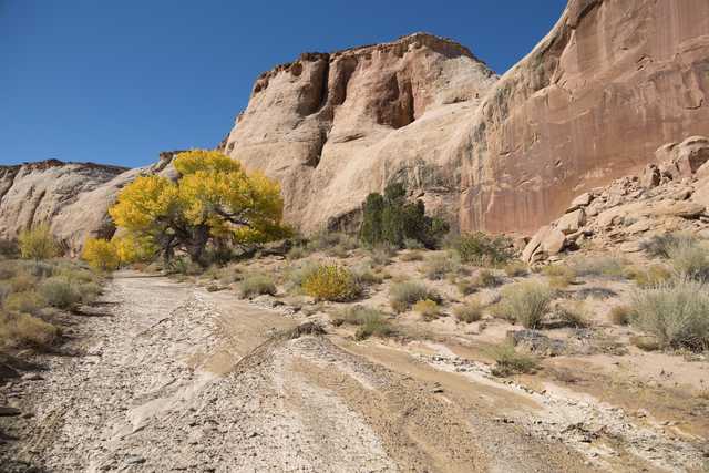 A solitary yellow tree stands amidst a rocky landscape with red rock formations and sparse vegetation.