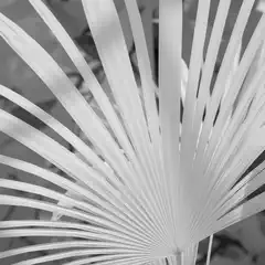 A close-up view of a plant with thin, elongated leaves that are tightly packed together and curling outward from the center.