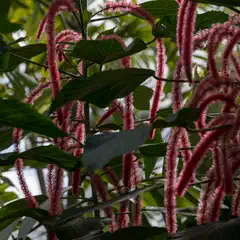 A cluster of red-tinged catkins hangs from branches with green leaves.