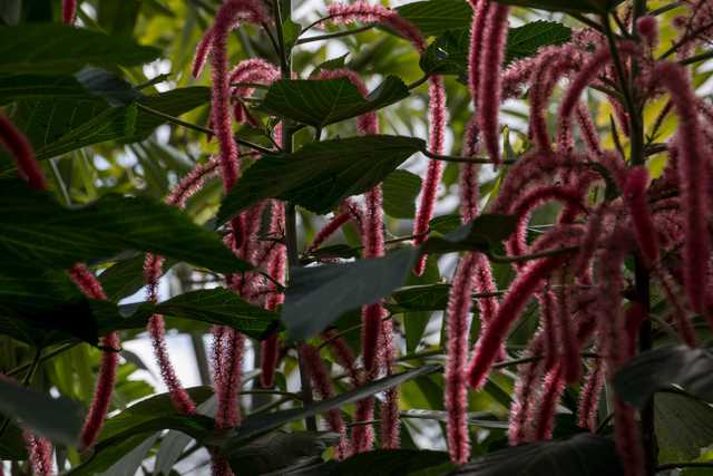 A cluster of red-tinged catkins hangs from branches with green leaves.