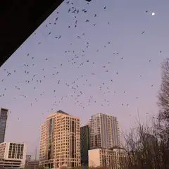 A flock of bats flying over a city skyline at dusk with the moon visible in the background.