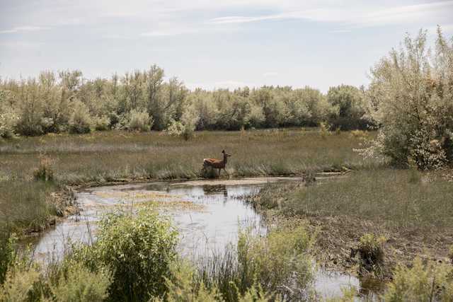 A deer stands in shallow water within a grassy wetland under a bright sky.