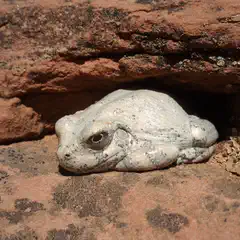 A pale frog rests on reddish-brown rock, with small, light-colored fungi growing nearby.
