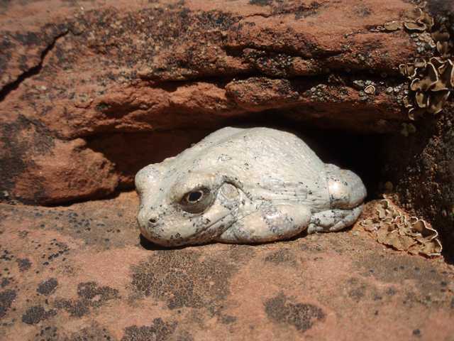 A pale frog rests on reddish-brown rock, with small, light-colored fungi growing nearby.