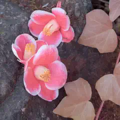 A cluster of pink camellia blooms sit on dark rock with several reddish-brown ivy leaves extending to the right.