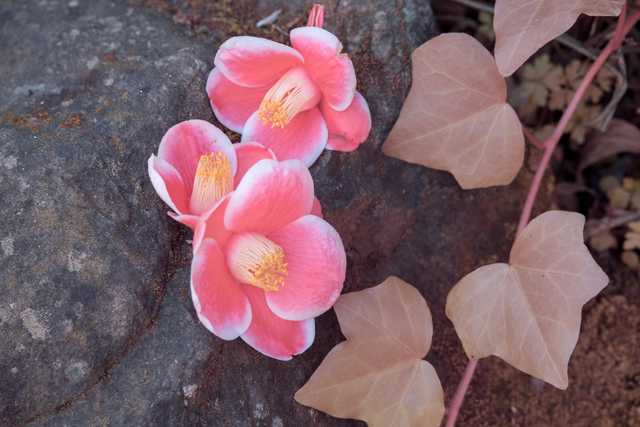 A cluster of pink camellia blooms sit on dark rock with several reddish-brown ivy leaves extending to the right.