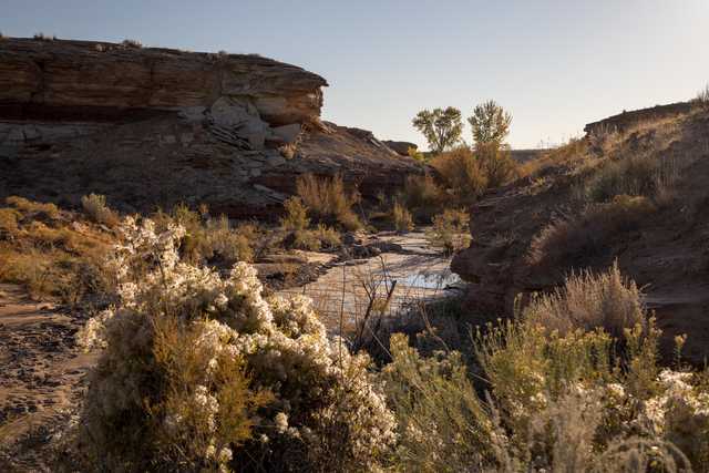 A rocky cliff next to a small stream with flowering shrubs and sparse trees.