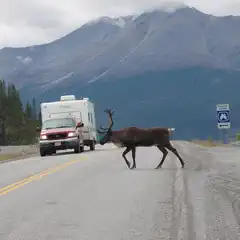 A car towing a trailer waits for a caribou crossing a two-lane road. A sign on the right reads "wildlife viewing." A mountain range fills the background.