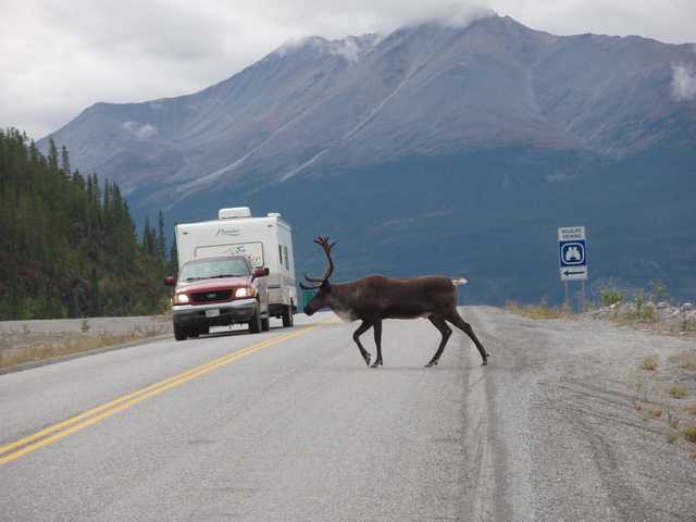 A car towing a trailer waits for a caribou crossing a two-lane road. A sign on the right reads "wildlife viewing." A mountain range fills the background.