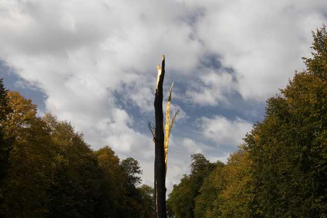 A charred tree trunk stands amidst autumnal trees, its exposed interior gilded with gold leaf.