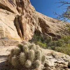A spiky cactus grows at the base of a rugged, layered sandstone cliff, with a mix of green and yellow foliage in the background.