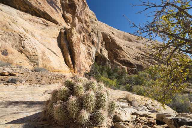 A spiky cactus grows at the base of a rugged, layered sandstone cliff, with a mix of green and yellow foliage in the background.