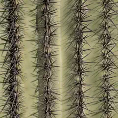 A close-up view of a cactus with multiple vertical ridges covered in dense, dark spines.