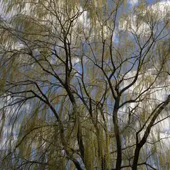 A weeping willow tree with long, thin branches and light green leaves against a blue sky with scattered clouds.
