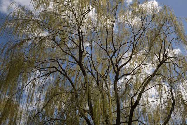A weeping willow tree with long, thin branches and light green leaves against a blue sky with scattered clouds.