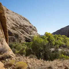 A rocky canyon with layered sandstone walls, a dry streambed, and a cluster of green and yellow-leafed trees under a clear blue sky.