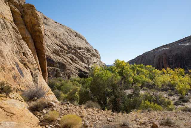 A rocky canyon with layered sandstone walls, a dry streambed, and a cluster of green and yellow-leafed trees under a clear blue sky.