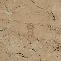 A faint, vertical petroglyph of stacked loops is incised into a cracked, light-brown rock surface.