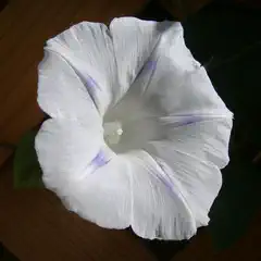 A white morning glory flower with purple-veined petals opens against a backdrop of wooden slats and dark green leaves.