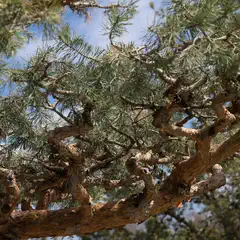 Close-up of gnarled pine branches with green needles against a blue sky.