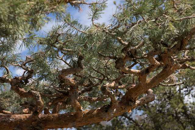 Close-up of gnarled pine branches with green needles against a blue sky.