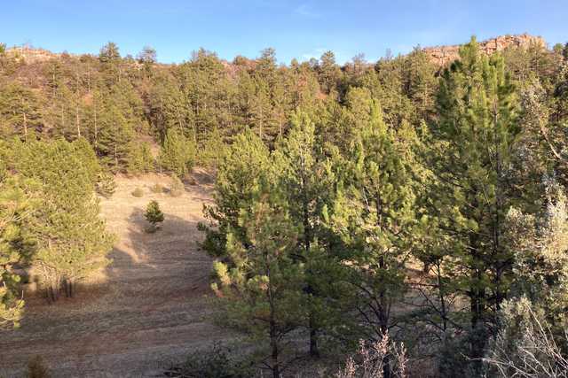 A hillside covered in pine trees and dry grass under a clear blue sky.