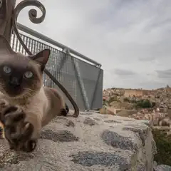 A Siamese cat extends its paw toward the camera while perched on a stone ledge overlooking a sprawling cityscape.