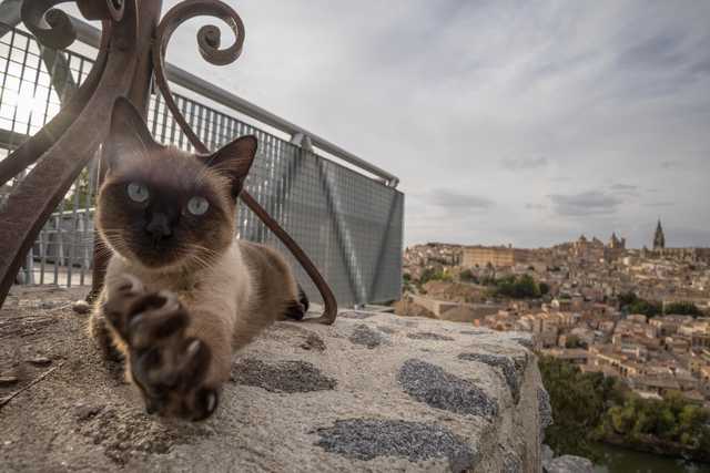 A Siamese cat extends its paw toward the camera while perched on a stone ledge overlooking a sprawling cityscape.