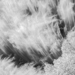 Streaky cirrus clouds drift over a leafy tree.