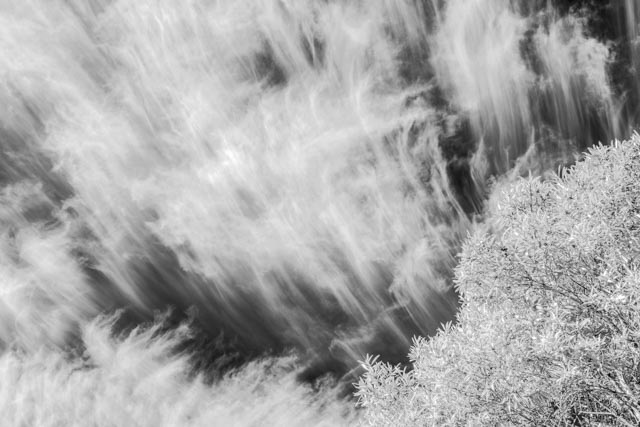 Streaky cirrus clouds drift over a leafy tree.