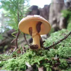 A mushroom with a yellowish cap and stem grows on the forest floor, surrounded by green moss and small pine needles.